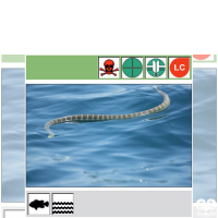 گونه مار دریایی حلقه دار Annulated Sea Snake